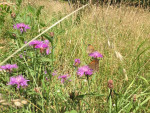 Grote centaurie en zandoogjes
